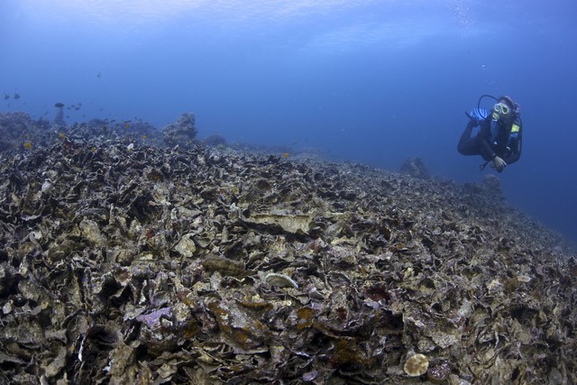 Damaged Marine Sanctuary photo by Steve de Neef