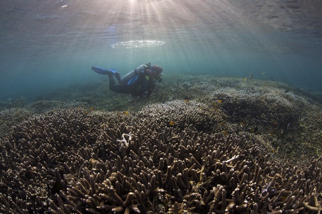 Dauin Marine Sanctuary photo by Steve de Neef