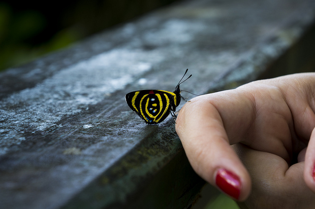 "Butterfly taking a lift" by Deni Williams