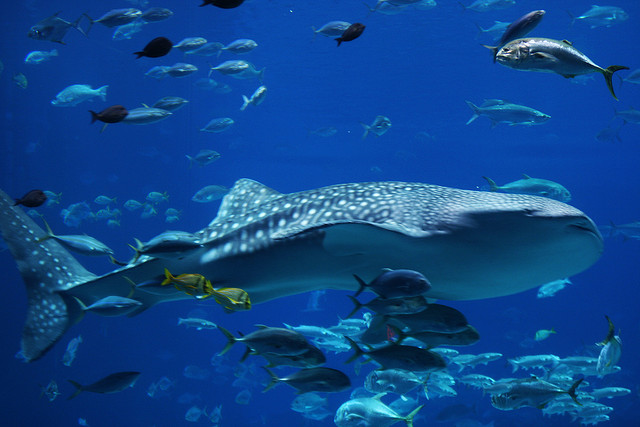 "Whale shark" by Quinn Dombrowski