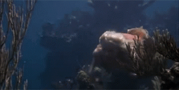 GIF from Splash via Giphy