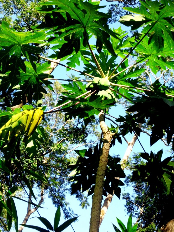 Photo from Pamulaklakin Forest Trail in the Subic Bay Freeport Zone by David Christopher Hizon.