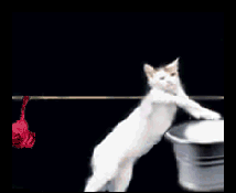 Image courtesy of Giphy