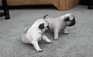 http://giphy.com/gifs/animated-dog-picture-gxRtSPjkXgdR6