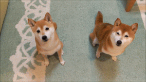 GIF from Giphy