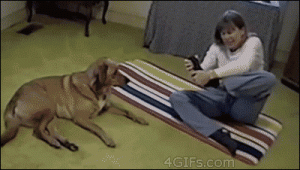 GIF from Giphy