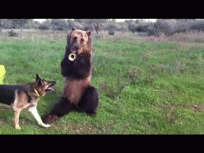 Squee 5 Cute Animal GIFs To Brighten Up Your Day