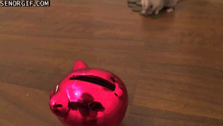 GIF via GIPHY