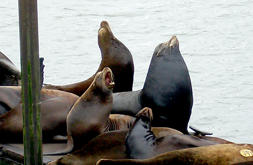 Seals at the pier in Astoria, Oregon
