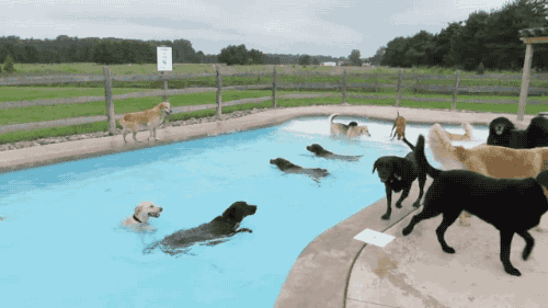 Dog Pool Party via Giphy