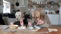 Dogs Dining via Giphy