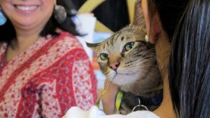 One of the adopted cats holds on to her owner