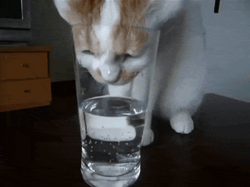 GIF via Giphy