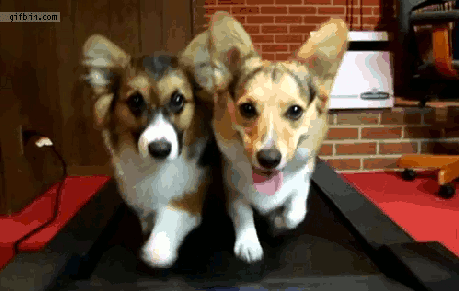 GIF via Giphy