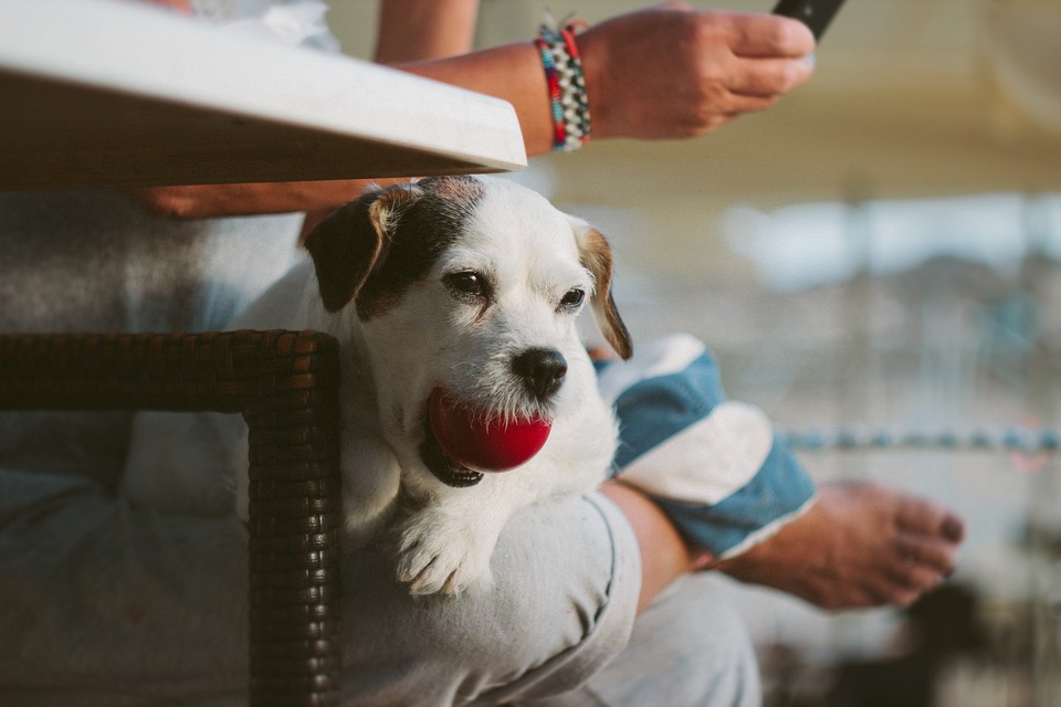 Woman With Dog