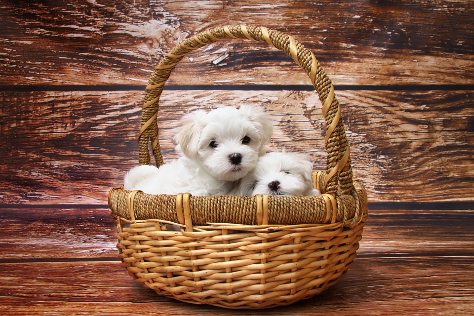 Puppies In Basket