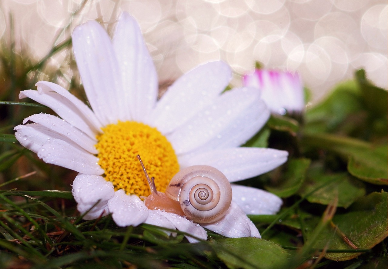 Snail With Flowers