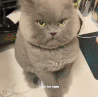 Annoyed Cat