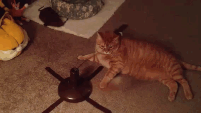 Cat Ignoring Toy