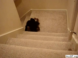 Dogs Running on the Stairs
