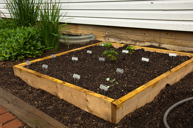 Salad Garden