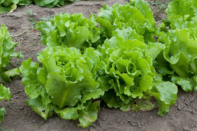 Lettuce Patch