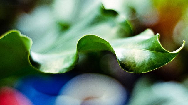 Leaf with Bokeh Background