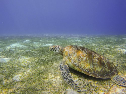 Turtle in the Ocean