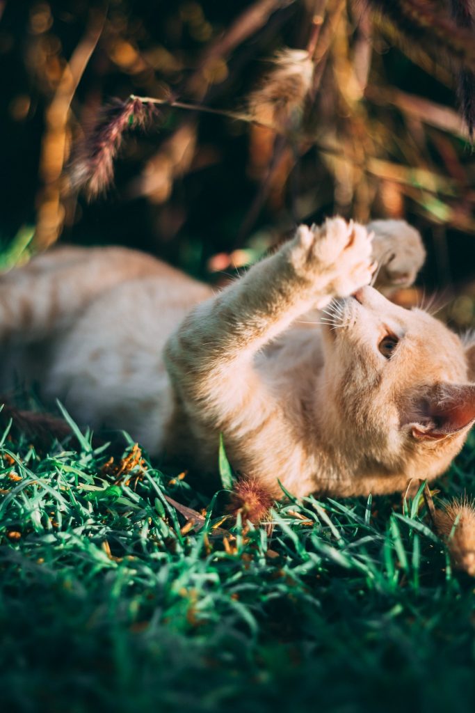 cat playing on the grass