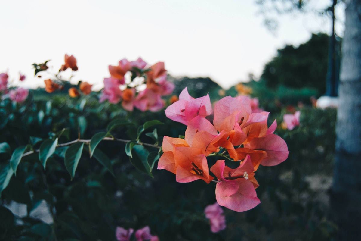 Bougainvillea flowers