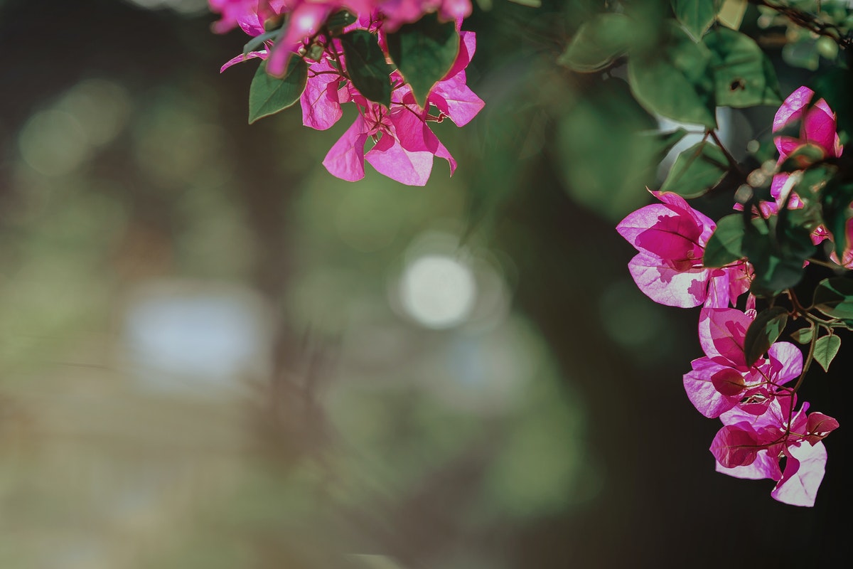 flowers