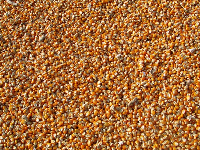 orange corn kernels