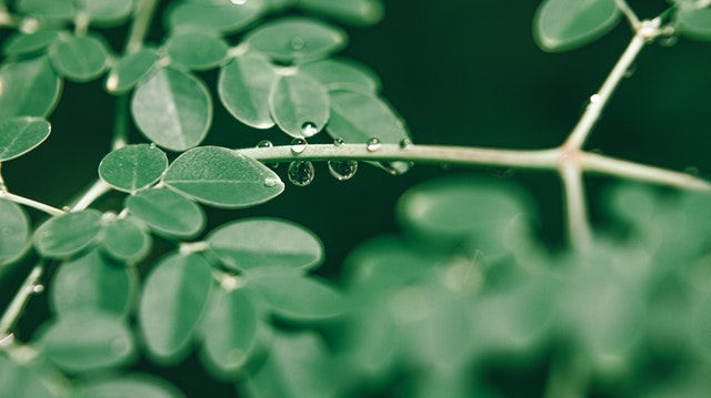  Exotic Moringa oleifera tree with fresh green leaves in tropical garden 