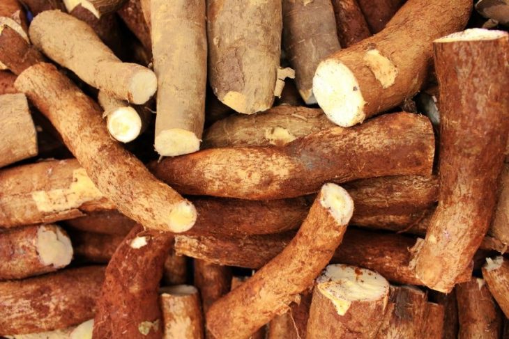 cassava as healthy substitute for rice