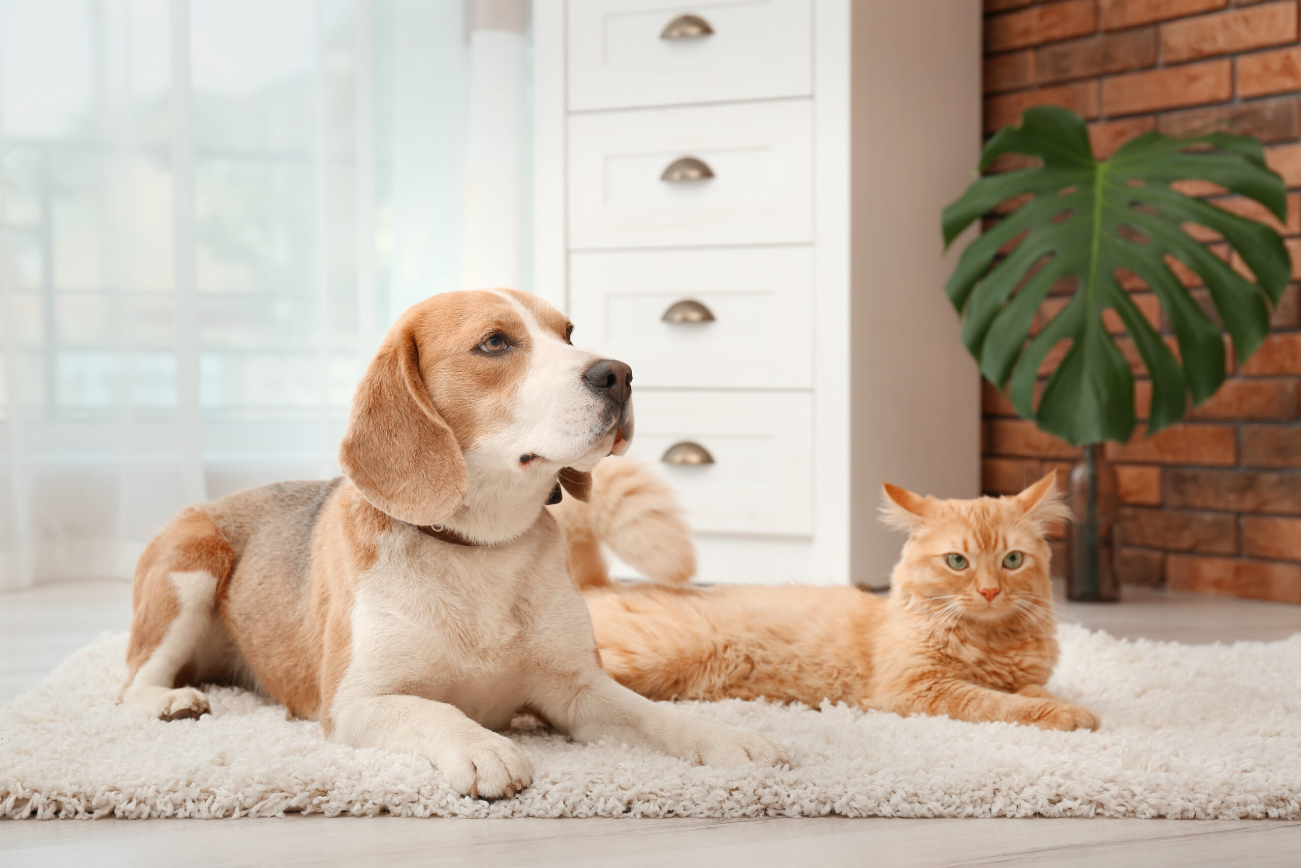 a cat and dog sitting together