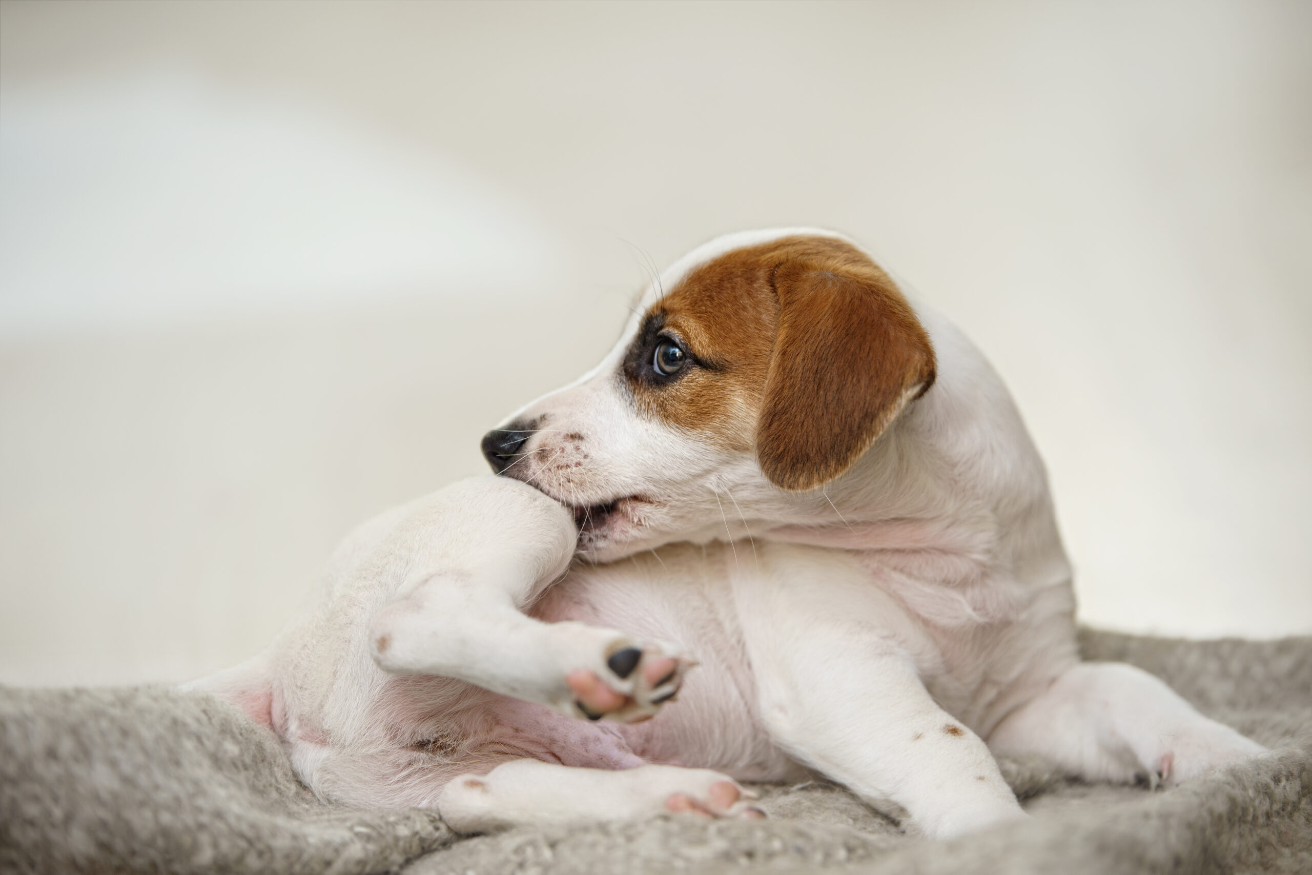 a puppy scratching her leg