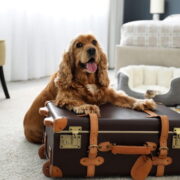 Dog holding a suitcase