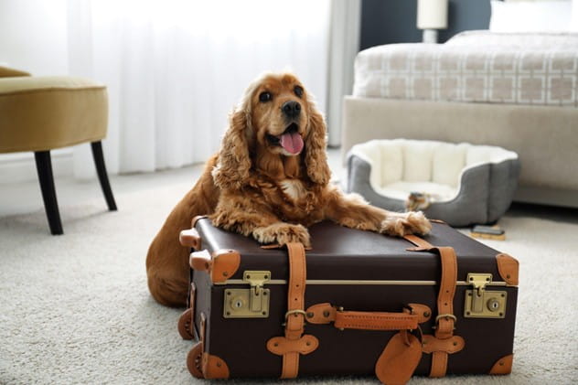 Dog holding a suitcase