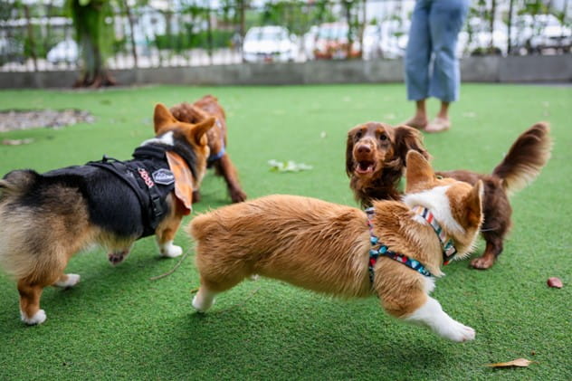 Dogs playing outside on artificial grass, supervised by a dogsitter.
