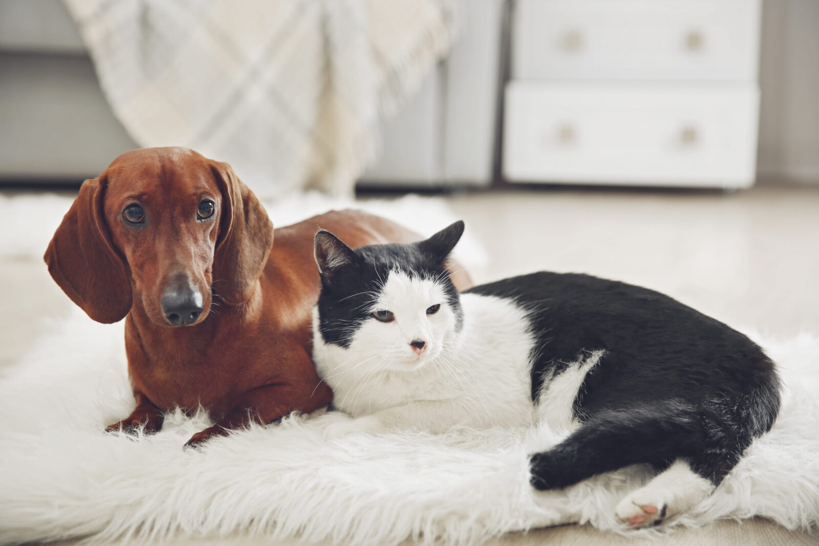 comfortable cat and dog sitting together