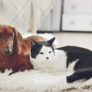 comfortable cat and dog sitting together
