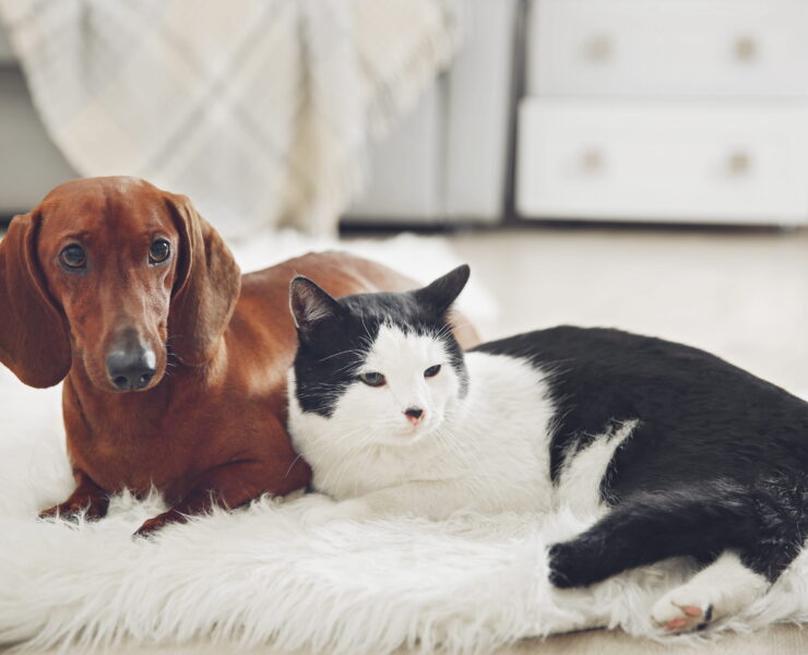 comfortable cat and dog sitting together
