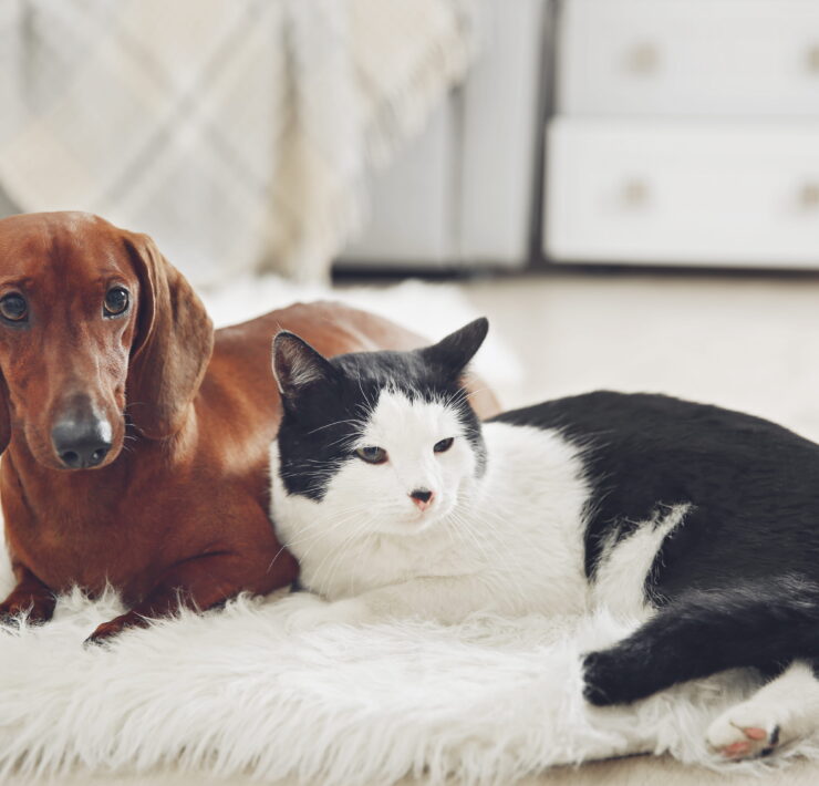 comfortable cat and dog sitting together
