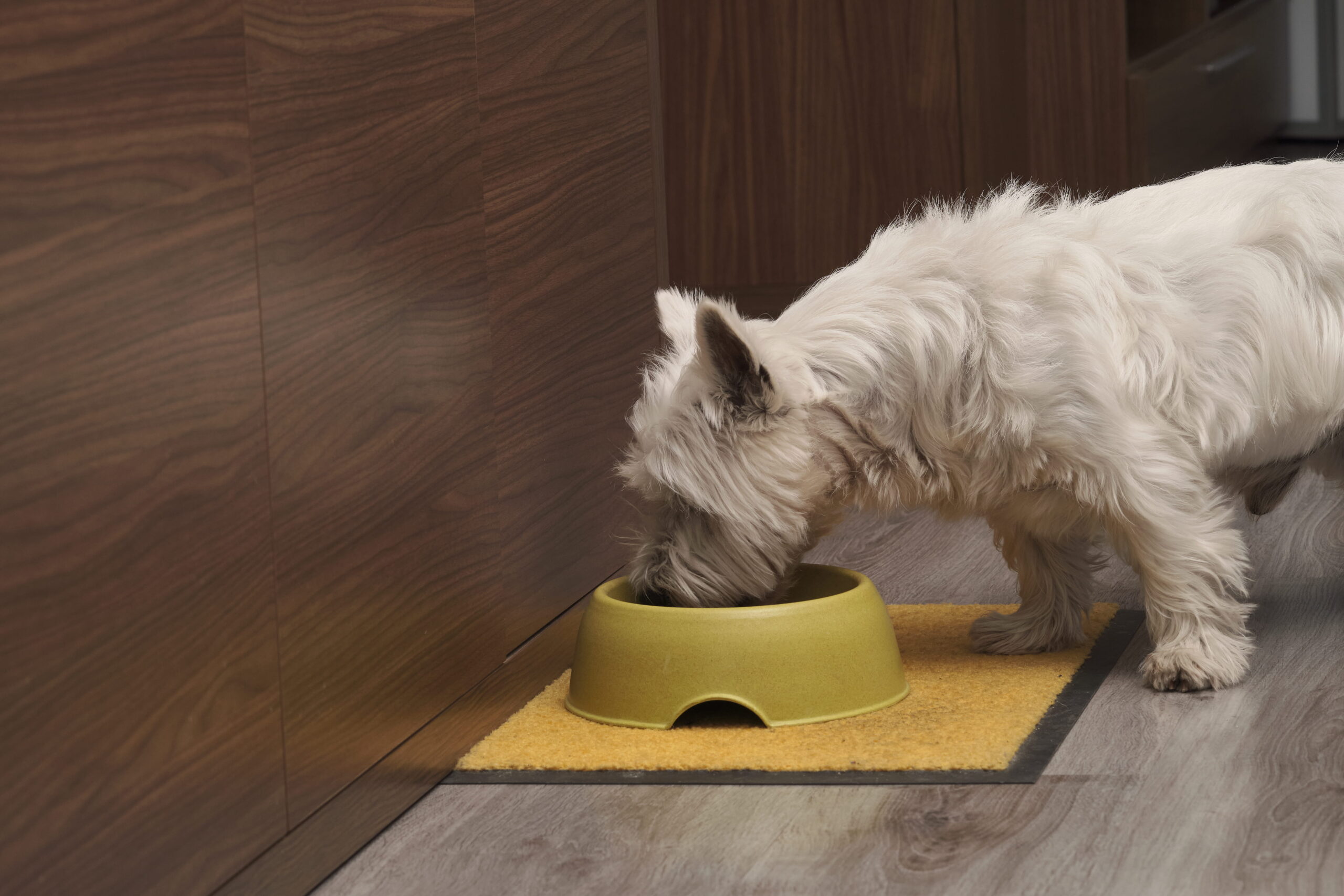 white terrier drinking from a bowl
