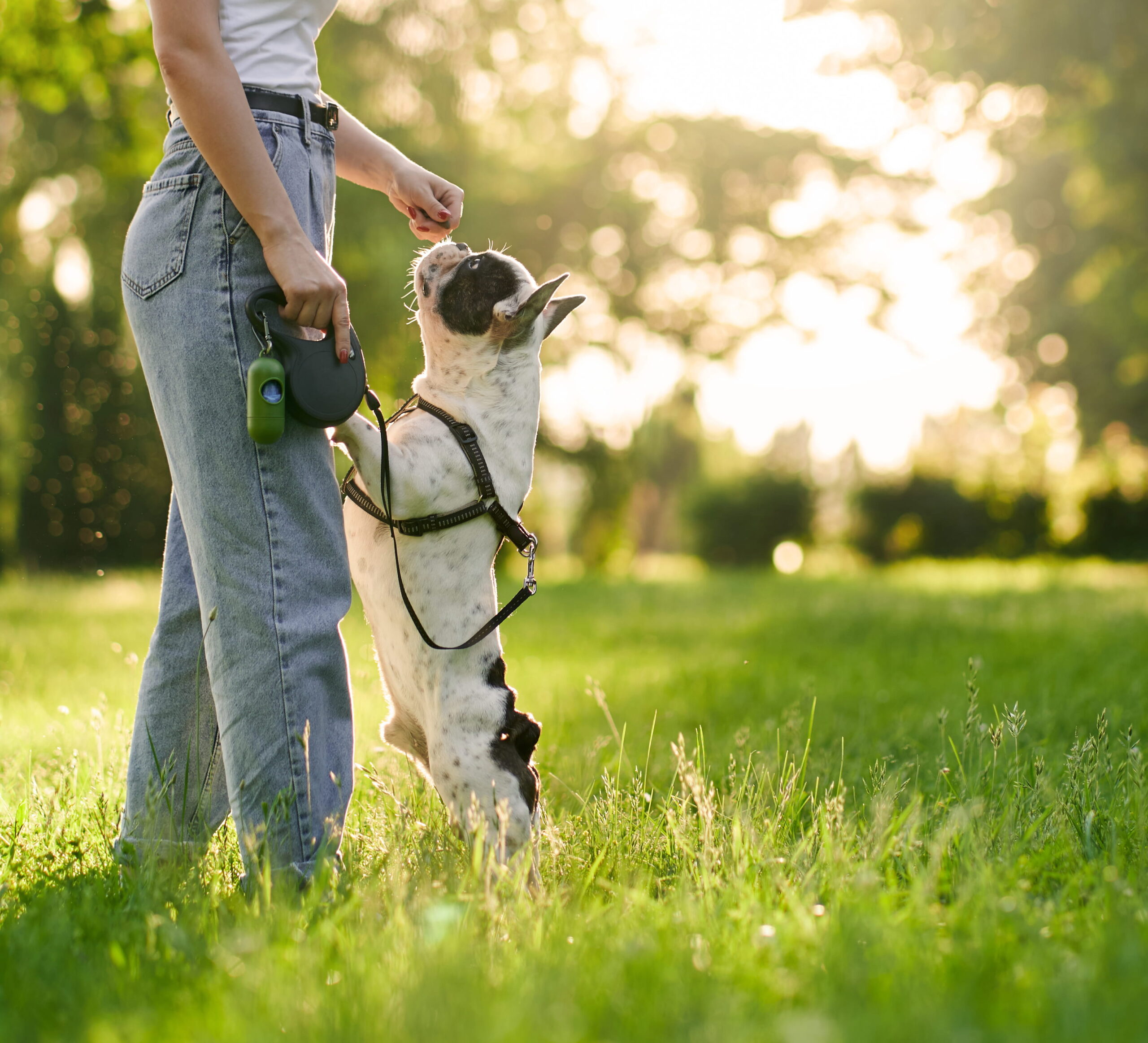 woman walking her french bulldog in the park